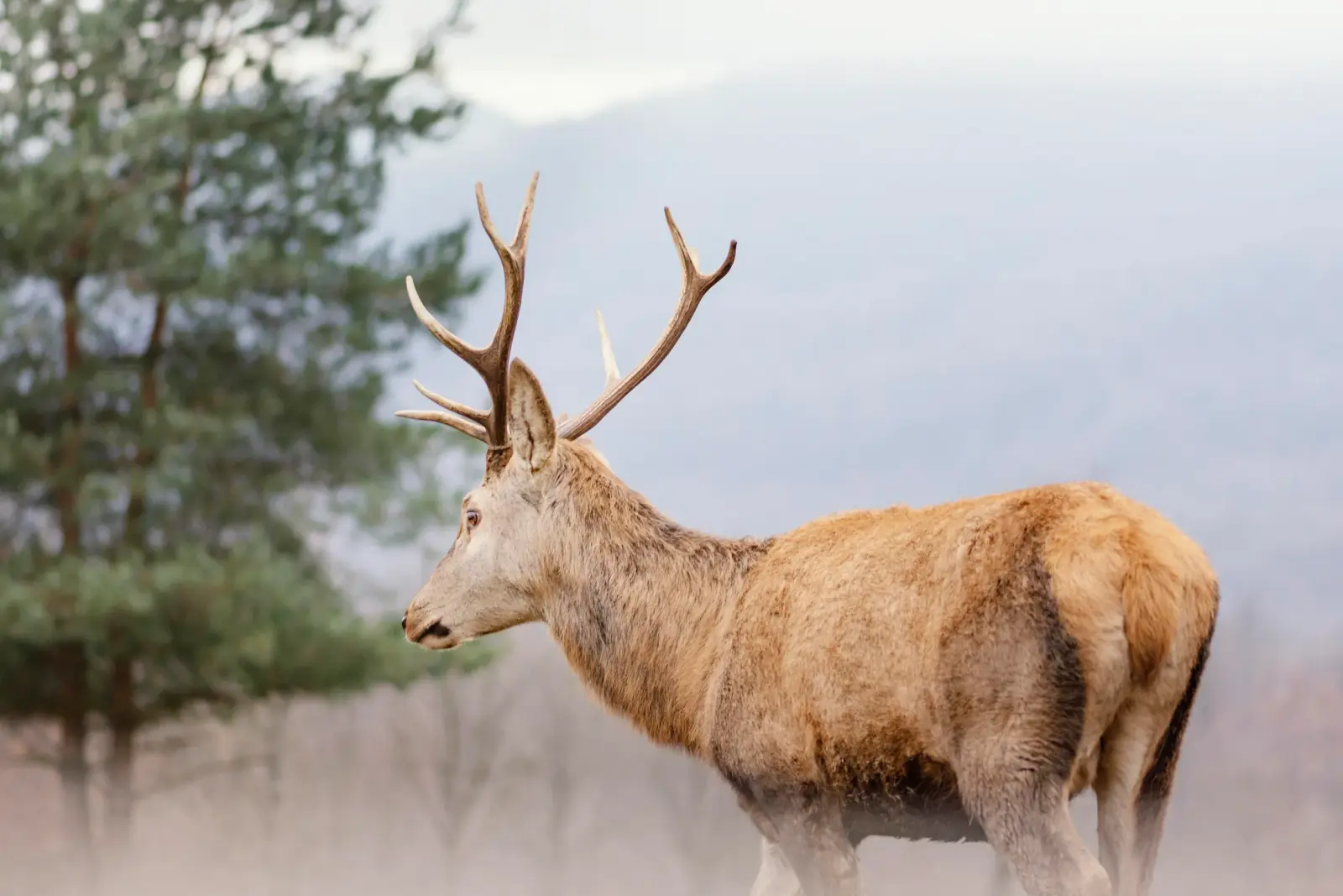 Cerf à bois à Skansen de profil sur fond naturel doux
